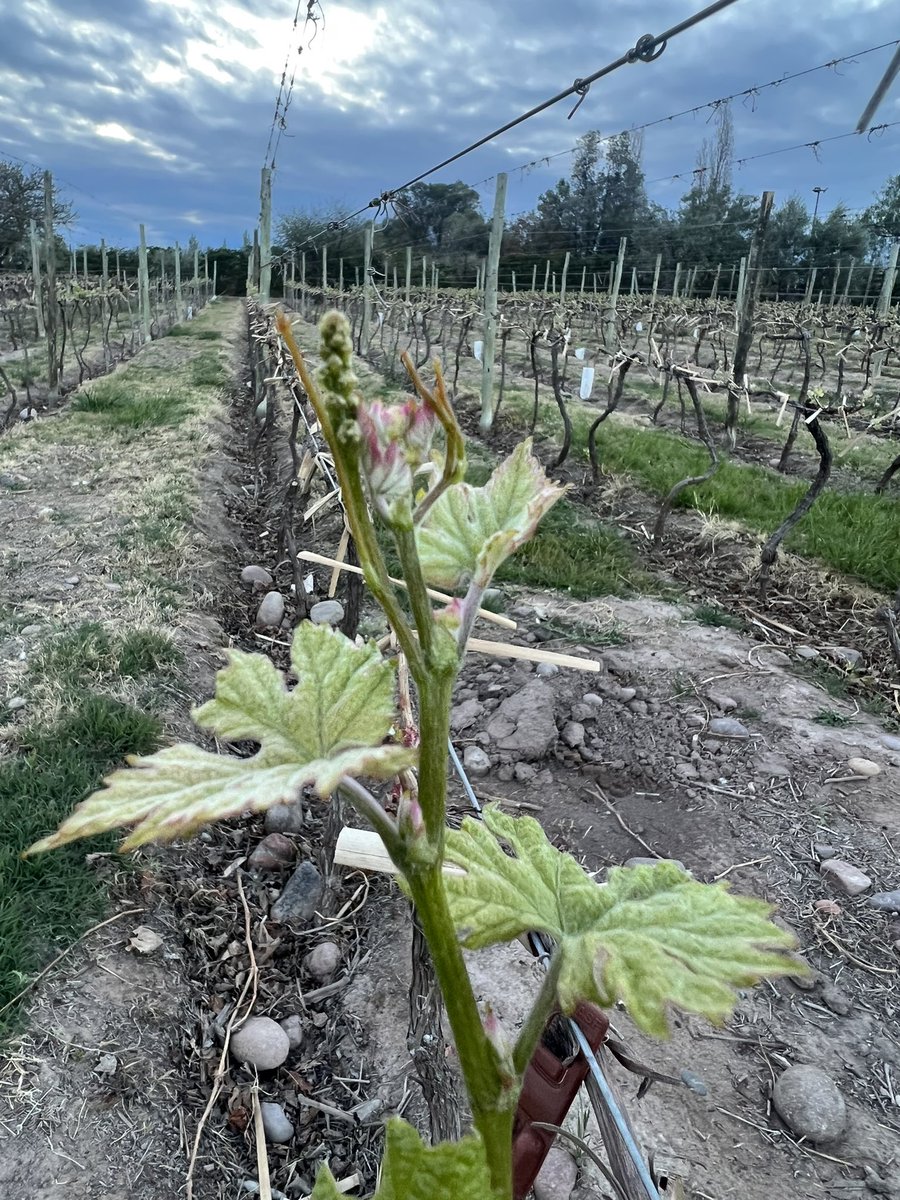 alevigilmalbec's tweet photo. Comienzo de ciclo , comienzo de sueños ❤️�� https://t.co/5tM2FW2gwI