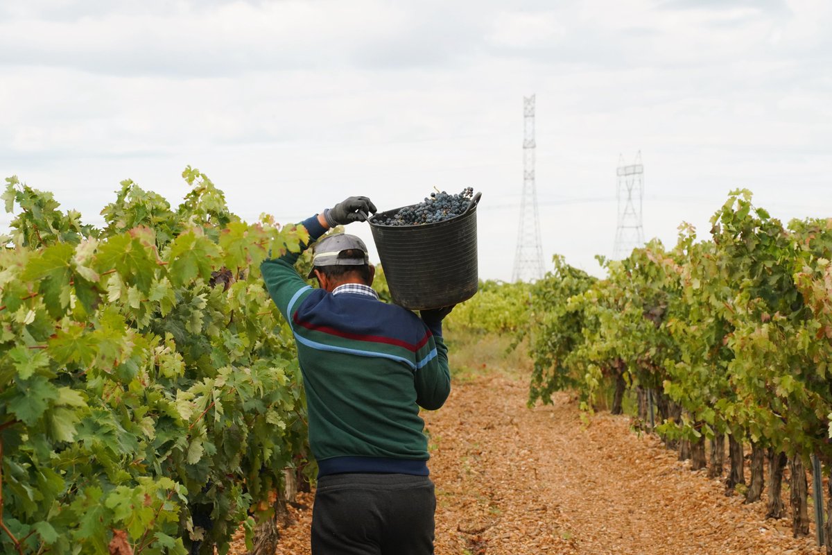 CuatroRayas's tweet photo. #greenandsocial

La #verdejo reina en #CuatroRayas, pero no es la única variedad de #uva en nuestros #vinos: #sauvignonblanc, #viura , #palominofino , #garnacha, #graciano y, por supuesto, como ves en las imágenes, #tempranillo, son también protagonistas en nuestra #bodega 🍇 https://t.co/eUFKQ9HpLw