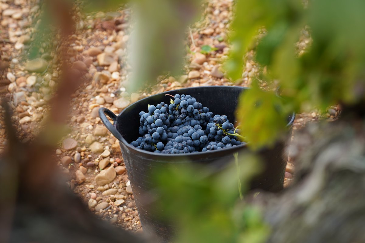 CuatroRayas's tweet photo. #greenandsocial

La #verdejo reina en #CuatroRayas, pero no es la única variedad de #uva en nuestros #vinos: #sauvignonblanc, #viura , #palominofino , #garnacha, #graciano y, por supuesto, como ves en las imágenes, #tempranillo, son también protagonistas en nuestra #bodega 🍇 https://t.co/eUFKQ9HpLw
