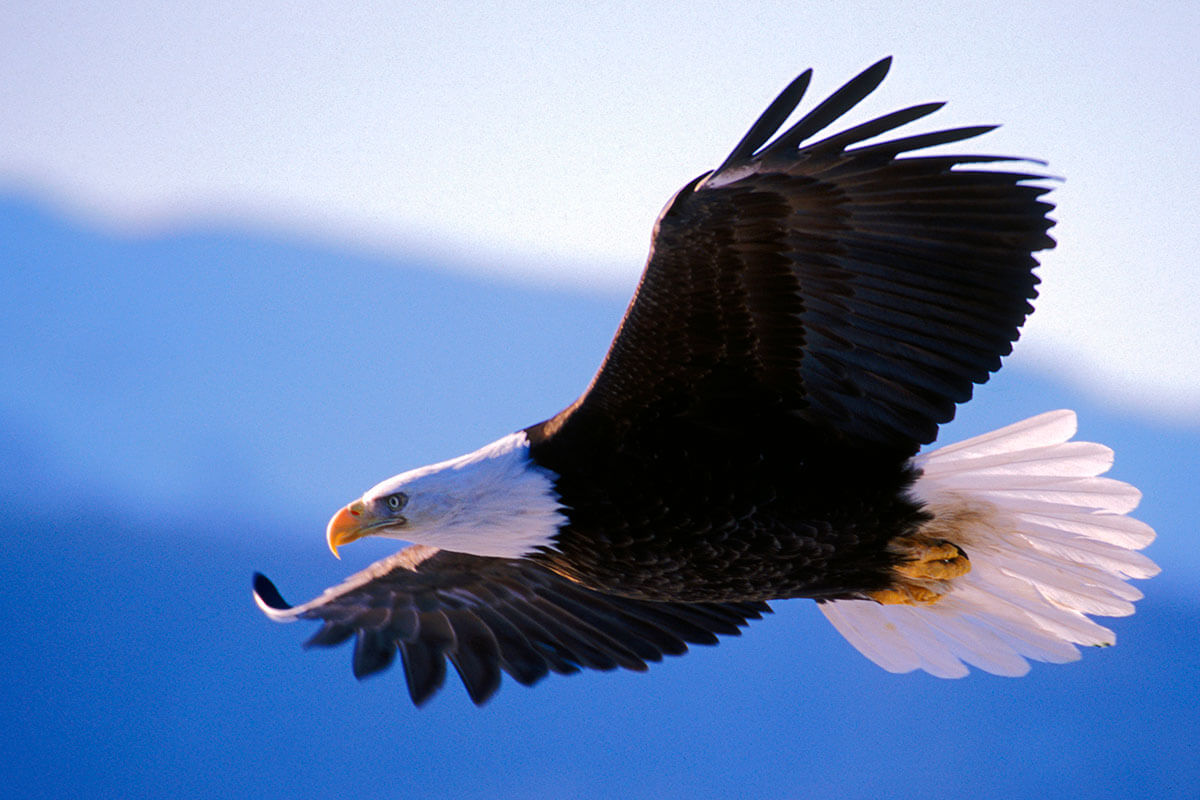 TesoProject's tweet photo. Like the eagle, I know we shall rise and soar above our circumstances if we unite together.
#Teso
#Okojodreams
#TesoNarrativeProject https://t.co/FHh1XQ7TVw