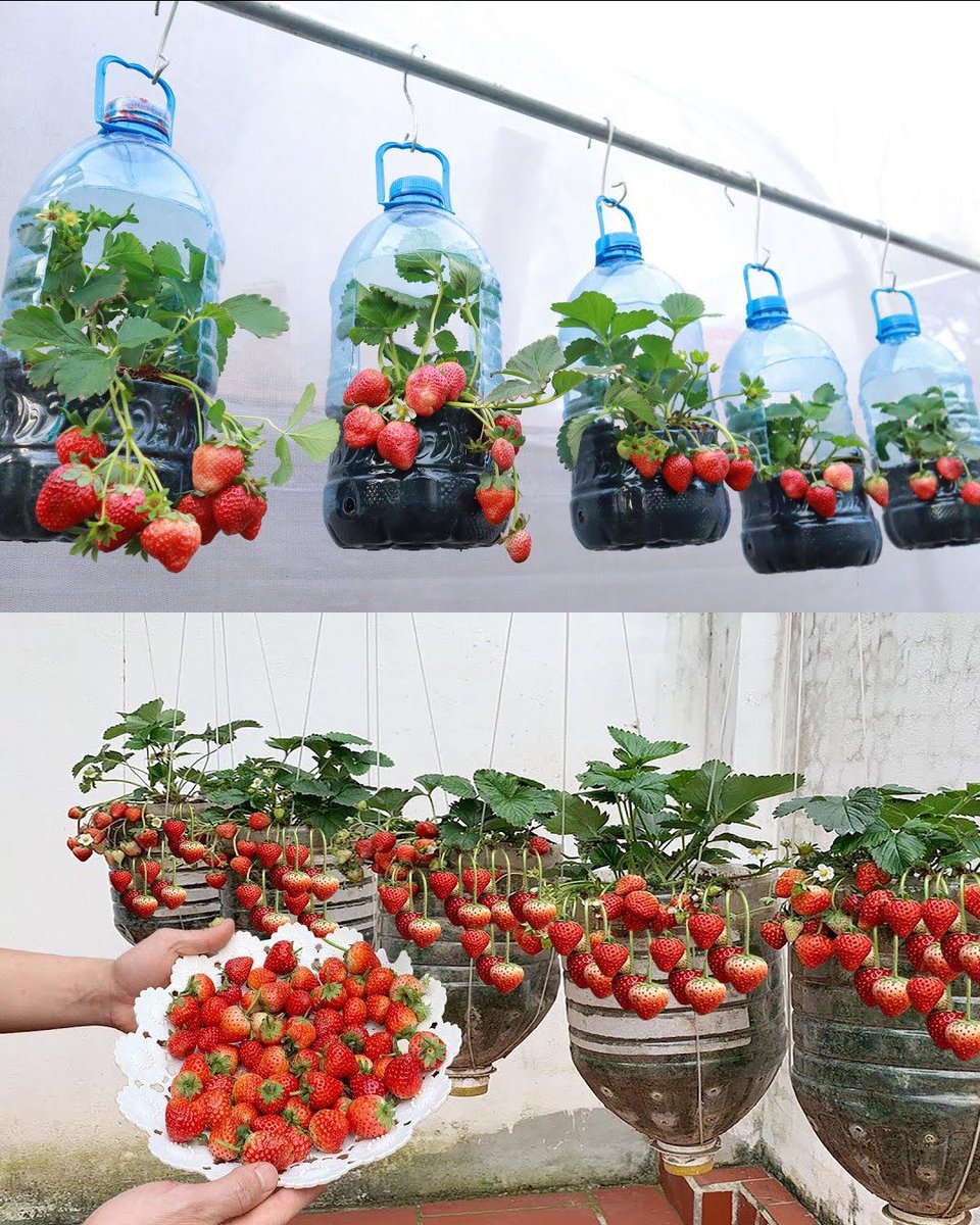 WorldlyHQ's tweet photo. How to Cultivate Juicy Strawberries in 5L Plastic Bottle Containers

To cultivate juicy strawberries in 5L plastic bottle containers, ensure proper drainage by creating holes at the bottom, and use nutrient-rich soil mixed with compost.

Remember to provide consistent watering with a drip irrigation system or misting, place the containers in a sunny location with at least 6-8 hours of sunlight, and apply a balanced liquid fertilizer every two weeks during the growing season.