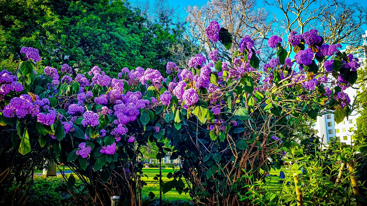 ovstudentaus's tweet photo. Spring is beautiful in Australia. Check the top 10 spring getaways in Australia here: https://t.co/m5H5rYfr1t https://t.co/UNinQXGqab
