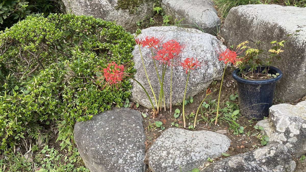 土浦市、大聖寺にて
昨日、インスタにて特別御朱印と指輪念珠が頂けると知り、急遽伺う
境内には曼珠沙華が咲き始めていた