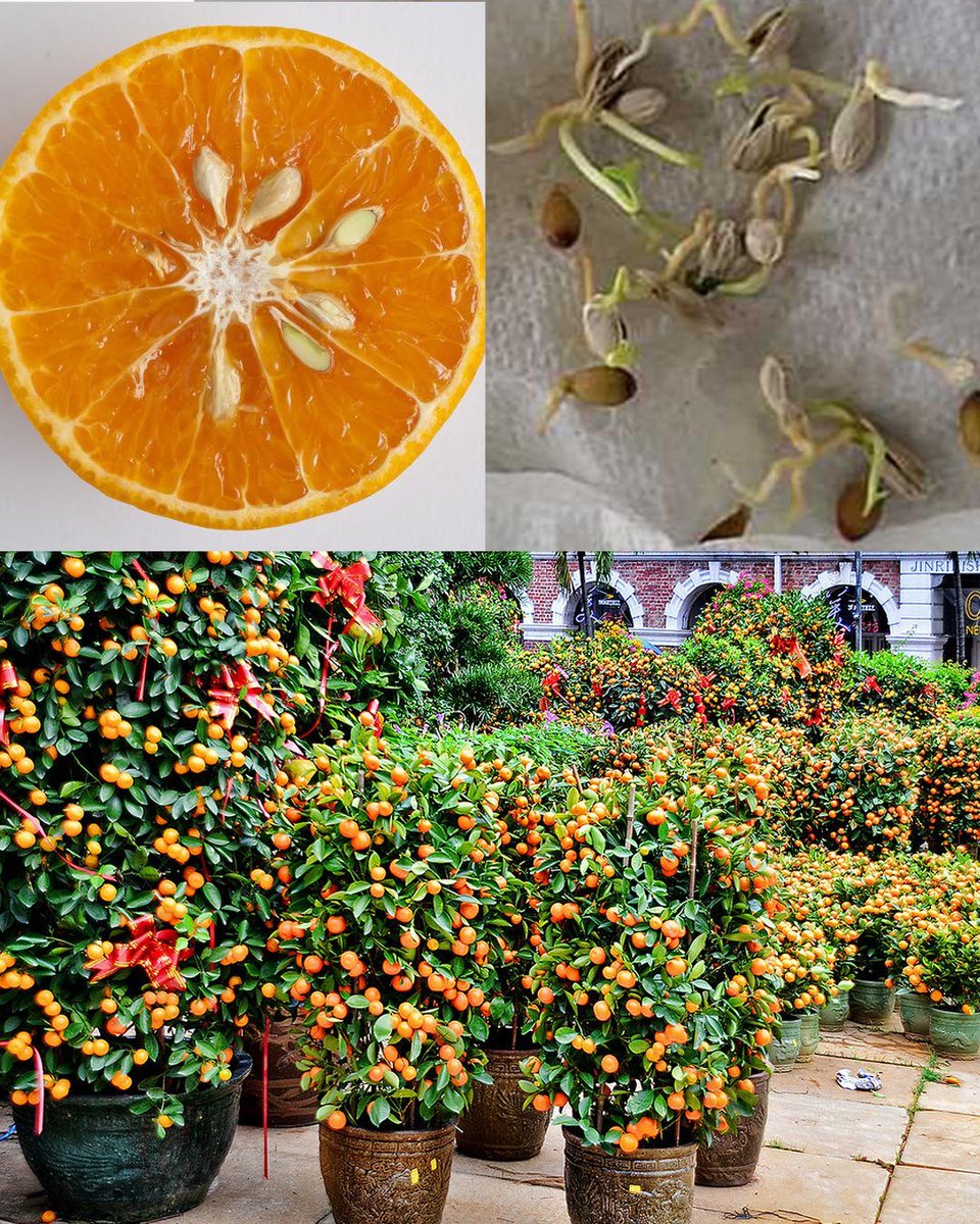 Cultivating Potted Orange Trees from Store-Bought Orange seeds