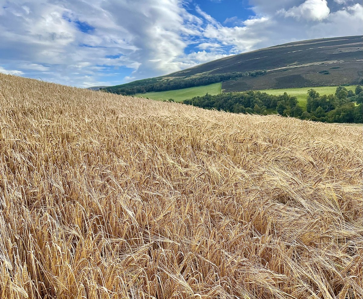 “Because nothing ever came easy here. All was hard-earned. The growing of crops and, when abundance allowed, the distilling of whisky too - despite the efforts of the elements & exciseman to thwart them.” 
#TheCabrach #ComingSoon #WhiskyWithPurpose