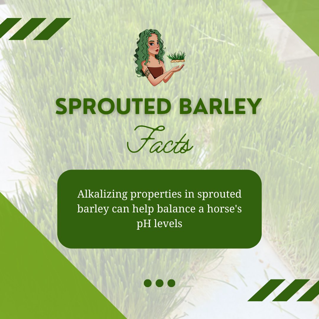 naturesfodder's tweet photo. Discover the facts: Alkalizing properties in sprouted barley can help balance a horse's pH levels. Maintaining proper pH balance is essential for overall health and can contribute to improved digestion.
.

#NaturesFodder #horse #horses #equestrian #horseriding #equine #pony https://t.co/55KefBg3Yl