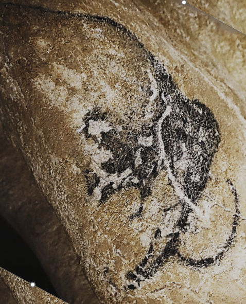 MatthewPope's tweet photo. Finally have my own Chauvet mammoth, reproduced  ~31,000 years after the original cave art and healing well! Thanks to the talented Kim from Lucky Leopard for channelling the ice age artist. https://t.co/7ot0cHfTjc