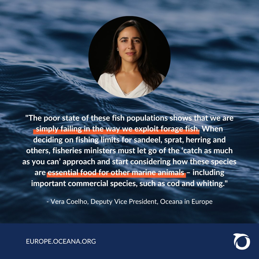 OceanaEurope's tweet photo. #ForageFish are the base of marine ecosystems, but they're threatened in the #NorthEastAtlantic. Fisheries ministers must rethink their approach & prioritize sustainability to ensure a future for these essential species & others that depend on them.
Read: https://t.co/HHbywnjQH8 https://t.co/DVZPwn1pVy