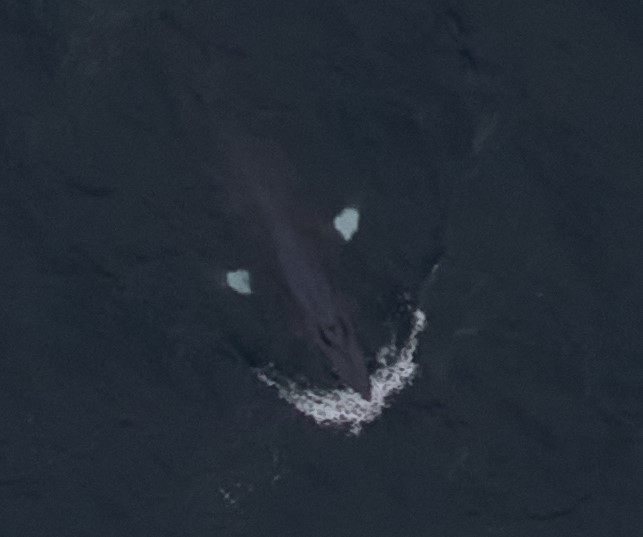 You’ve heard of a winky face, get ready for a Minke face! 😀

Our digital aerial survey team spotted a Minke Whale in Scotland!

#DigtalAerialSurveys #Surveying #MikeWhale #MarineWildlife