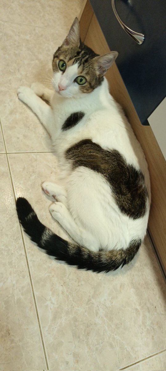 Aran____'s tweet photo. @CarlosTalamanca @nyconene @jalstia Aquí un tricolor macho. Yo me enteré al adoptarlo de bebé. Tiene 12 años https://t.co/a0eRcky8Wv
