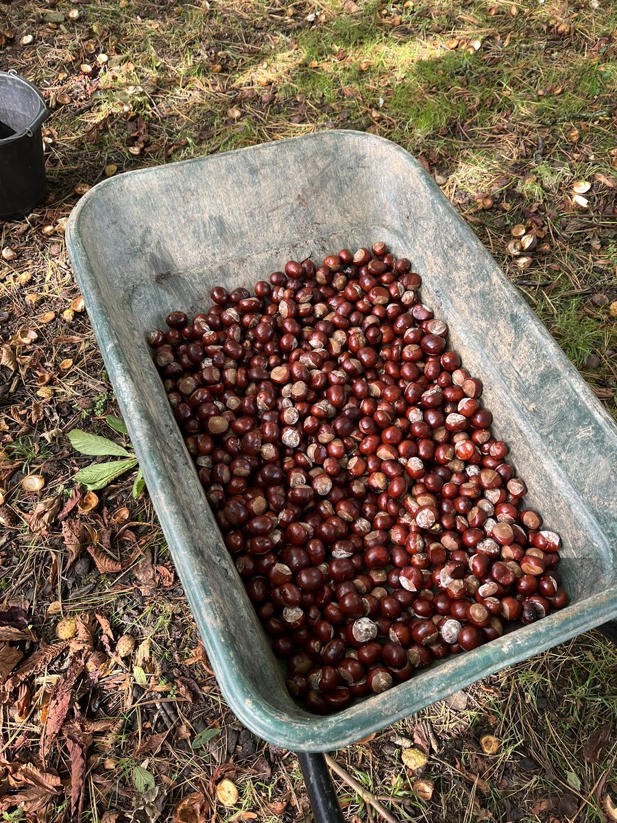 Trewithengarden's tweet photo. Conker (Aesculus hippocastanum) season is here. Do you play? (Health and Safety may have a word if you do!) These are off to @CornwallEmmaus and their tree nursery project. #conkers #season #games #seed #autumn https://t.co/OH5N9s7Kzm