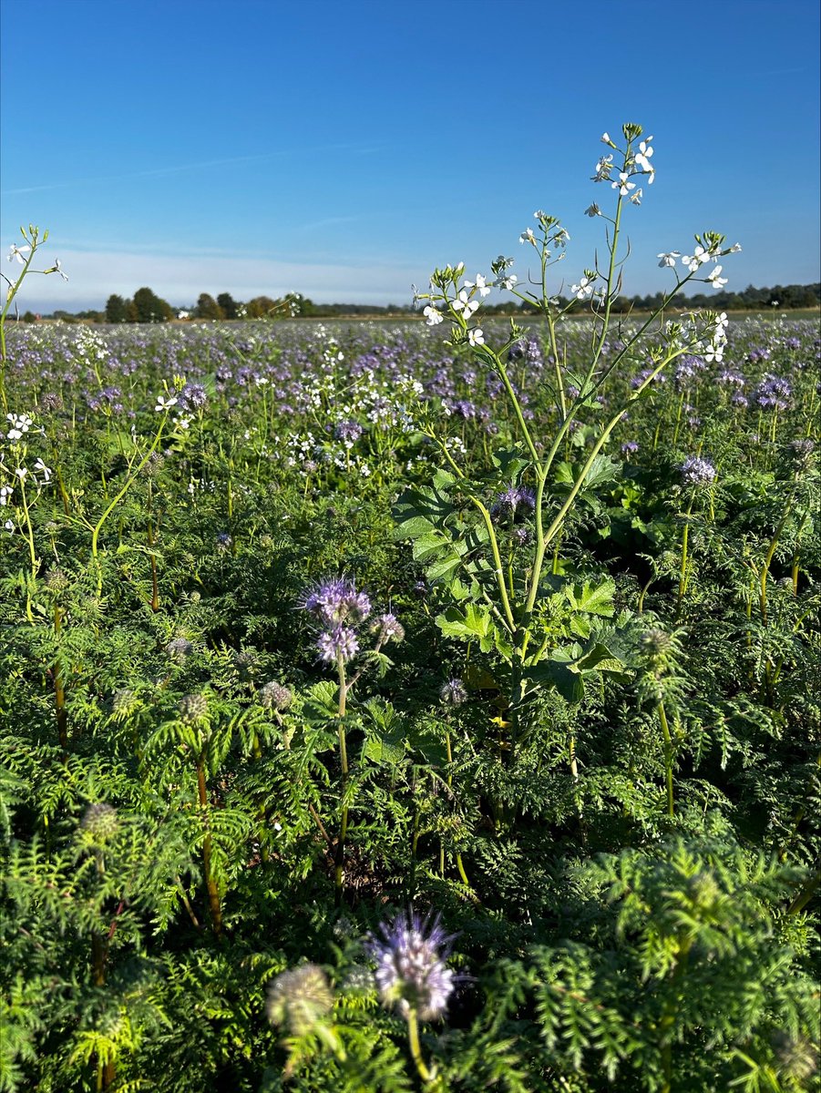 A catch crop mix of Radish, Phacelia, and Crimson Clover in East Anglia. 👌😎

This mix will be grazed and then a crop of wheat will be planted in October. 🌾🌱
#gamekeeping #catchcrop