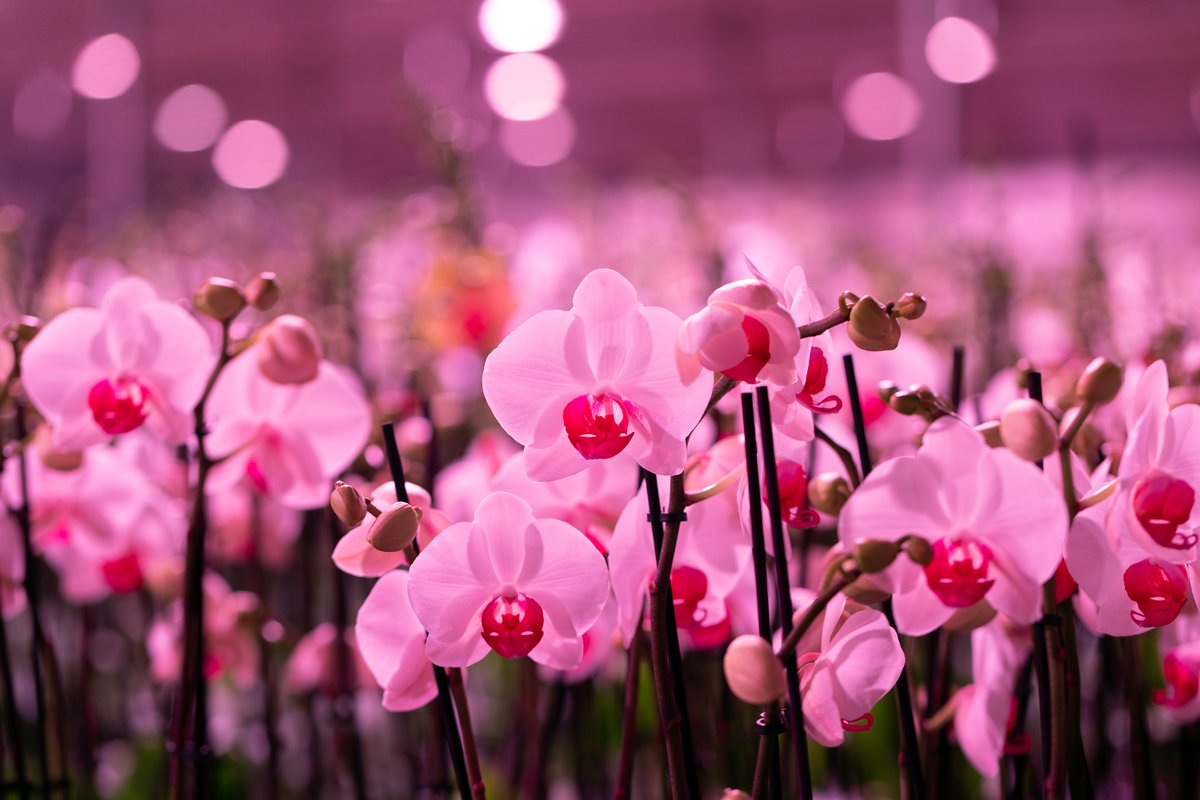 A more balanced climate in phalaenopsis cultivation with water-cooled #LED lighting.

#Oreon #LEDLIGHTGROW #phalaenopsis #climate #greenhouse