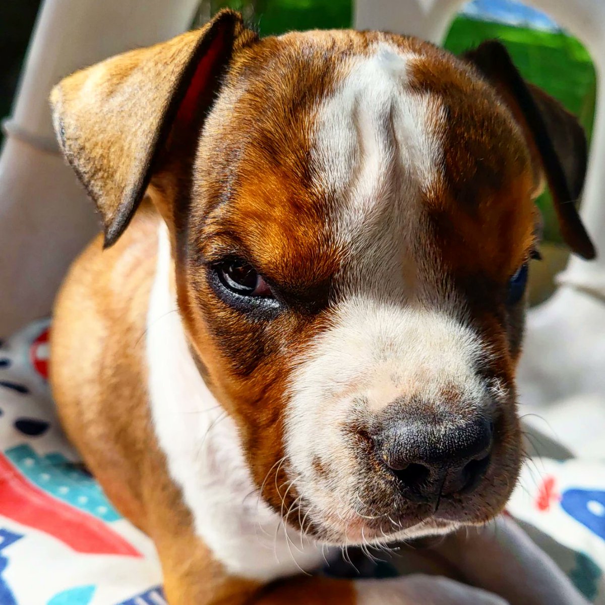 Available
Amstaff
World Pedigre.