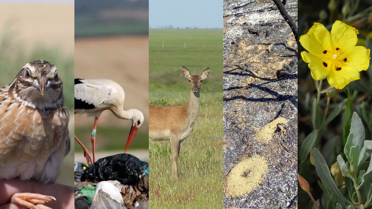 ebdonana's tweet photo. Would you like to develop a #PhD thesis at one of the leading centres in #ecology and conservation biology in Spain?

We offer five contracts in several lines of research! 

Check the thread #PhDlife🧵👇 https://t.co/fKRooF4ZFX