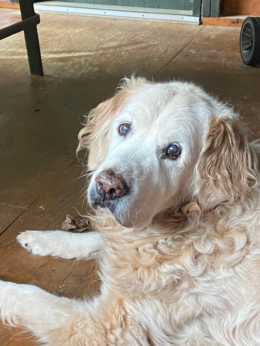 Tweets of Dogs tweet media