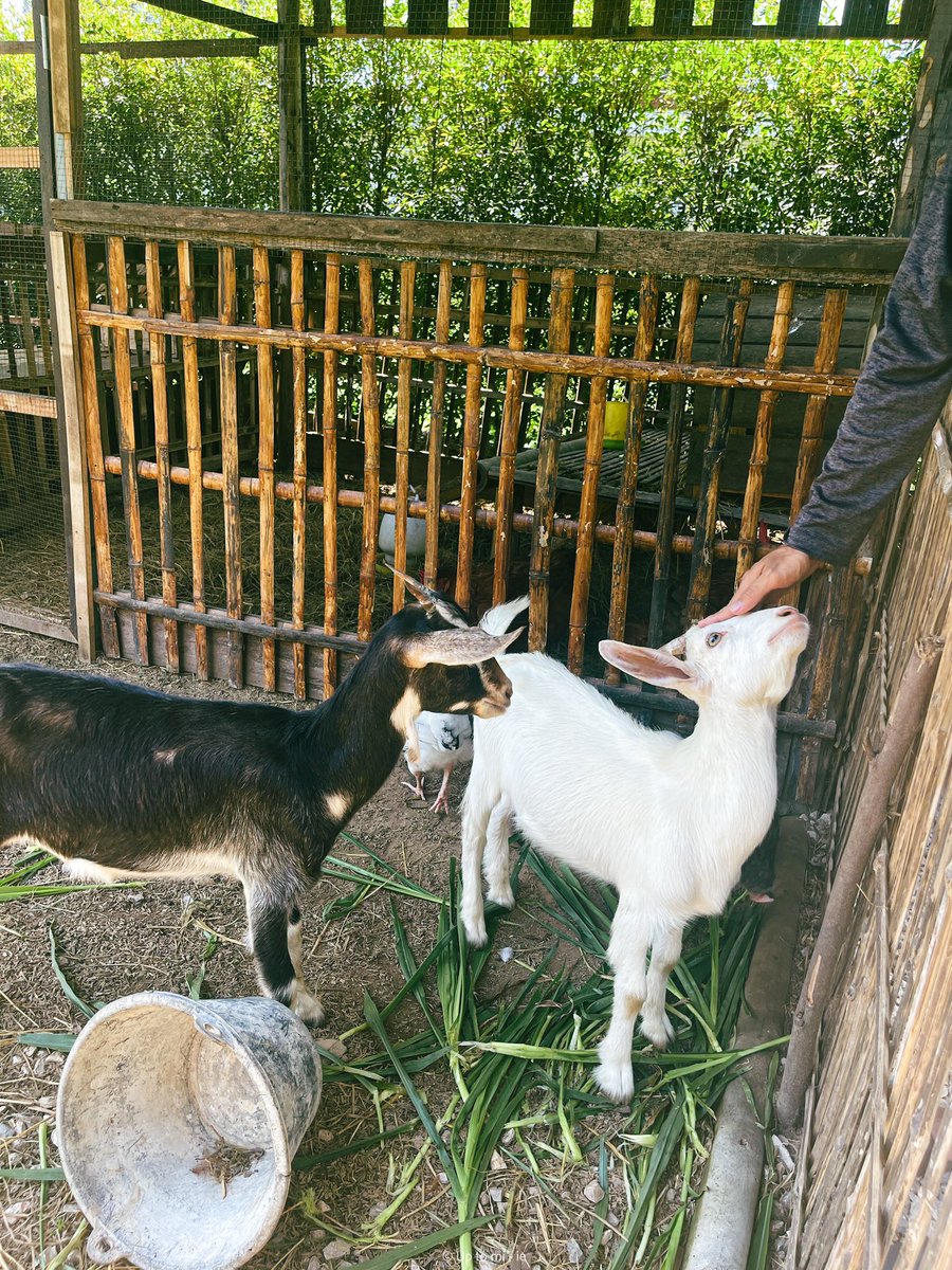 mnp1295's tweet photo. 🏡 #อยู่หลังบ้านcafeandlittlefarm เป็นทั้ง​คาเฟ่และฟาร์ม​เล็ก ๆ ​มีโซนสนามเด็กเล่น แปลงผัก และคอกสัตว์ด้วยนะ ​ 

💰 เริ่มต้น 35฿ 

⏰ เปิด​ 07:45 - 21:00​ น.​

📌 อ.สารภี จ.เชียงใหม่ (หลังโรงพยาบาลสารภี) : https://t.co/bmeDo6j3cX

🚗 จอดรถด้านในร้าน หรือสนามด้านข้างได้เลย https://t.co/RLd9eNLR2p