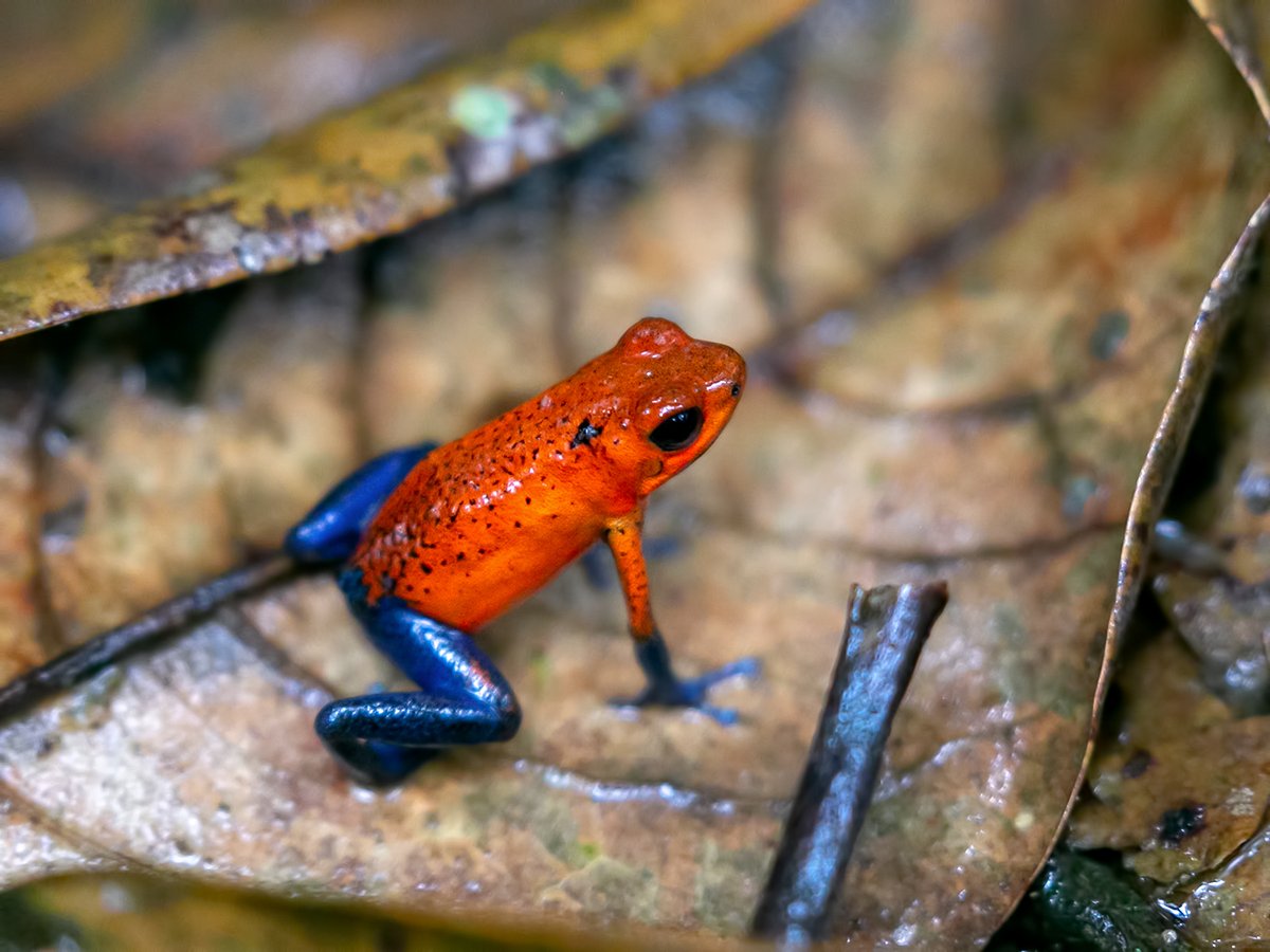biobiiana's tweet photo. Klank et al. —> "How to move and when to escape: quantifying intraspecific exploratory and anti-predator behavior in an aposematic #poisonfrog" @Jeremy_klank @FrancescaProtti @HannahMRowland @jstynoski @evoecology https://t.co/rvzgahpvVo
📸: WikimediaCommons https://t.co/MTMn1dNsur