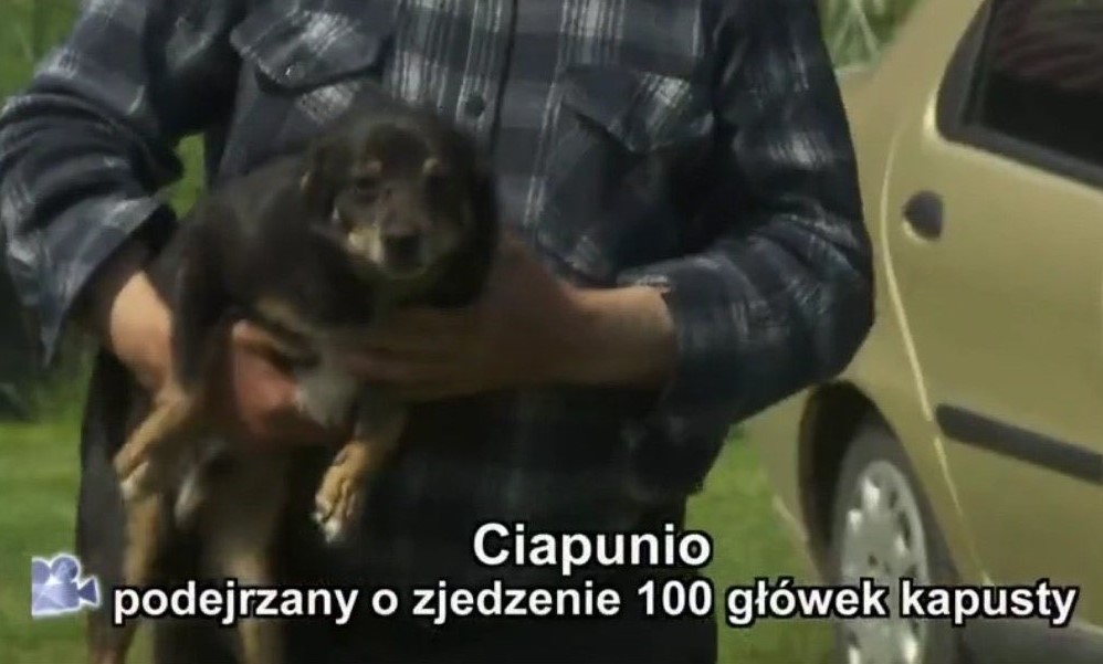 Meanwhile, in polish news 'Ciapunio - suspected of eating 100 heads of cabbage'