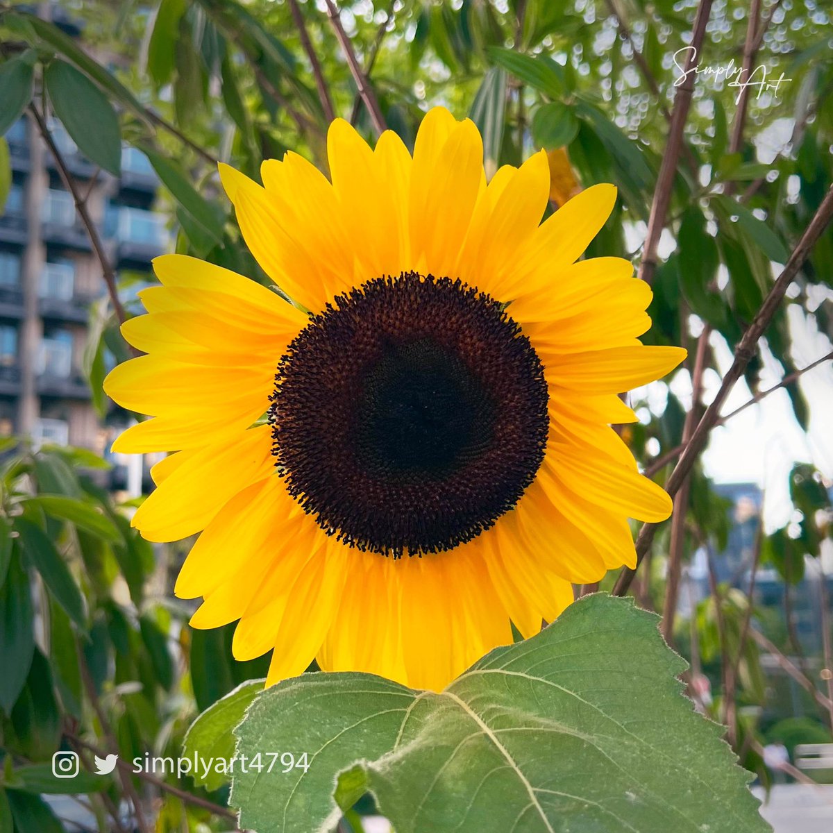 simplyart4794's tweet photo. Photography · Sunflower 
Place@HongKong 

Follow @simplyart4794 

#simplyart4794 #hongkong #landscape #plants
#nature #travelphotography #travel #flowers 
#bloom #blossom #flowerphotography 
#countrylife #macrophotography #wildlife 
#wildlifephotography #sunflower https://t.co/W0uCNiFB1R