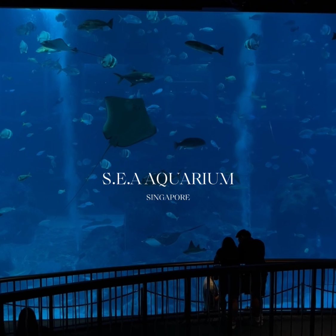 lostyouinmay's tweet photo. “ไปอควาเรียมด้วยกันไหม” เป็นประโยคบอกรัก S.E.A AQUARIUM ที่สิงค์โปร คือสวยเข้าไปคือมูดดีไปหมดโซนสัตว์น้ำ แมงกะพรุน เยอะมาก แสงสีคือดีมาก อยากอยู่ในนั้นทั้งวันคือไม่เกินจริง ㅜㅡㅜ https://t.co/K0qEF4slfU