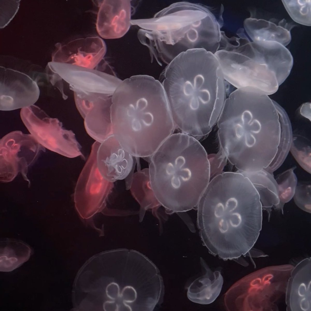 lostyouinmay's tweet photo. “ไปอควาเรียมด้วยกันไหม” เป็นประโยคบอกรัก S.E.A AQUARIUM ที่สิงค์โปร คือสวยเข้าไปคือมูดดีไปหมดโซนสัตว์น้ำ แมงกะพรุน เยอะมาก แสงสีคือดีมาก อยากอยู่ในนั้นทั้งวันคือไม่เกินจริง ㅜㅡㅜ https://t.co/K0qEF4slfU