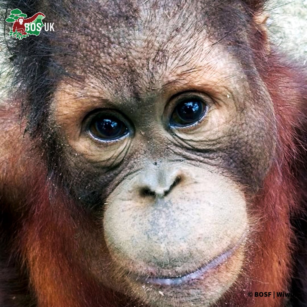 'Because the heart beats under a covering of hair, of fur, feathers, or wings, it is, for that reason, to be of no account?' ~ Jean Paul Richter
#Orangutan #CriticallyEndangered #OrangutanJungleSchool #GreatApe #Cousins #Deforestation #Conservation #HelpUsHelpThem