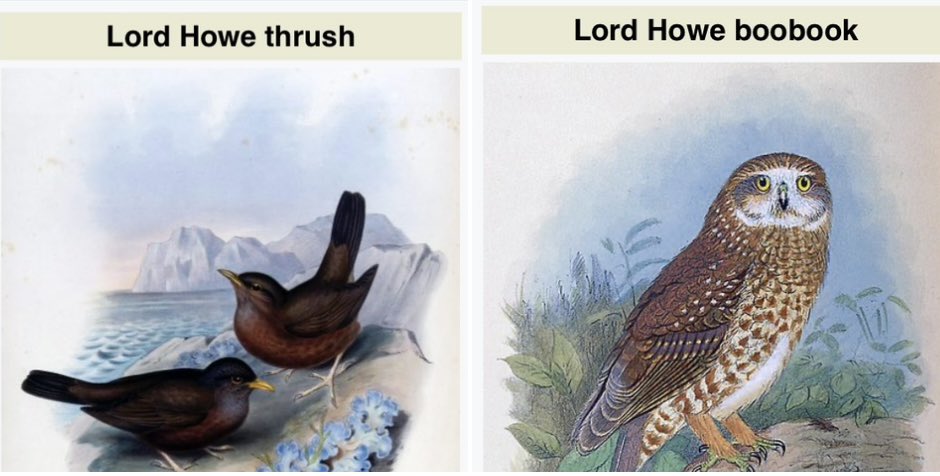 In 1788, a French navigator discovered Lord Howe Isld. By 1920 these species were extinct:
*Lord Howe pigeon
*Lord Howe parakeet
*Lord Howe boobook owl
*vinous-tinted thrush,
*Lord Howe warbler
*Lord Howe fantail
*robust silvereye
*Lord Howe starling

Victims: 6th Mass Extinction