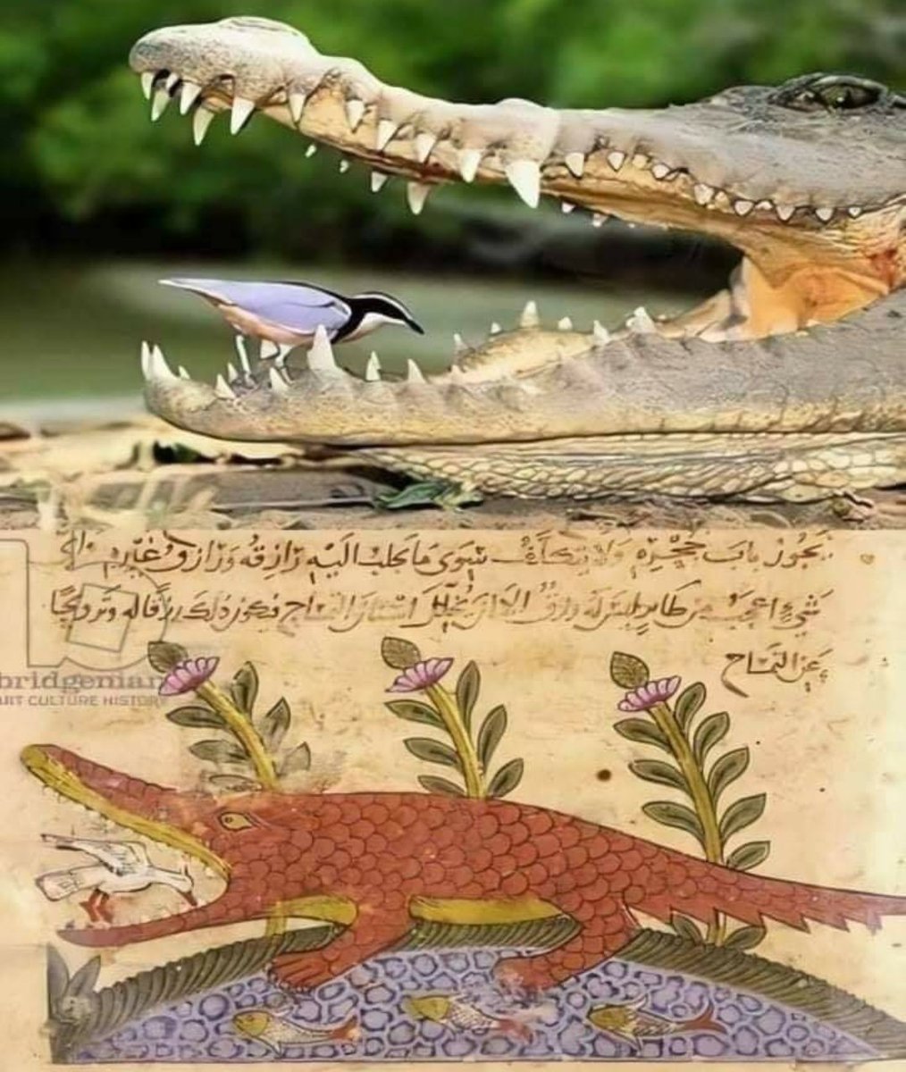 First Pictures - A recent picture from National Geographic;

Second Pictures - A painting dating back to time of Abbasid state, from book “The Wonders of Creatures and the Oddities of Existences” by scientist Abu Abdullah bin Zakaria bin Muhammad Al-Qazwini in 1207 AD.

Golden