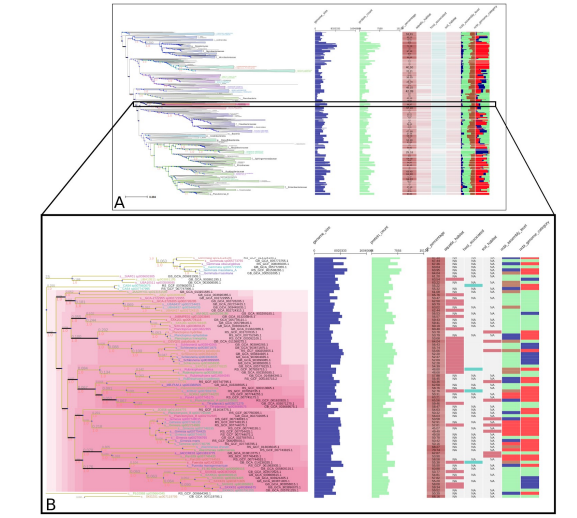 Another step in our goal to build a phylogenomics framework that works well with large datasets: TreeProfiler, a handy tool by <a href="/deng_ziqi/">Deng Ziqi</a> that can map/profile any kind of data against huge trees.

Tree + TSV file = auto viz with <a href="/etetoolkit/">The ETE toolkit</a> v4.0 

biorxiv.org/content/10.110…