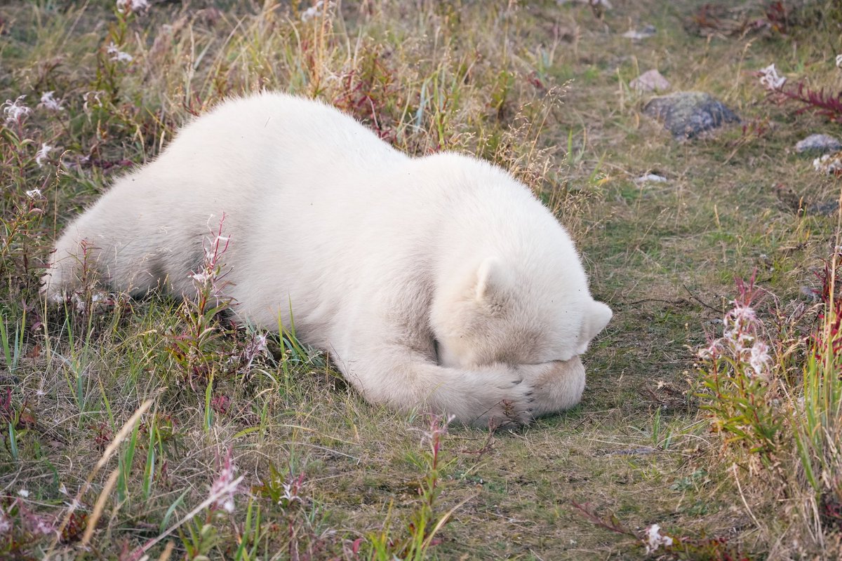MichaelGerhart5's tweet photo. Monday mornings. #animallovers #bearlovers #bearsofinstagram #nature #naturephotography #wildlife #wildlifephotography #wildlifeplanet #polarbears #churchillwildsafaris #churchillwild #cangeo #cangeoshare #cangeoyourshot #natgeo #natgeoyourshot #bbcwildlifepotd https://t.co/PJZXqO0OFF