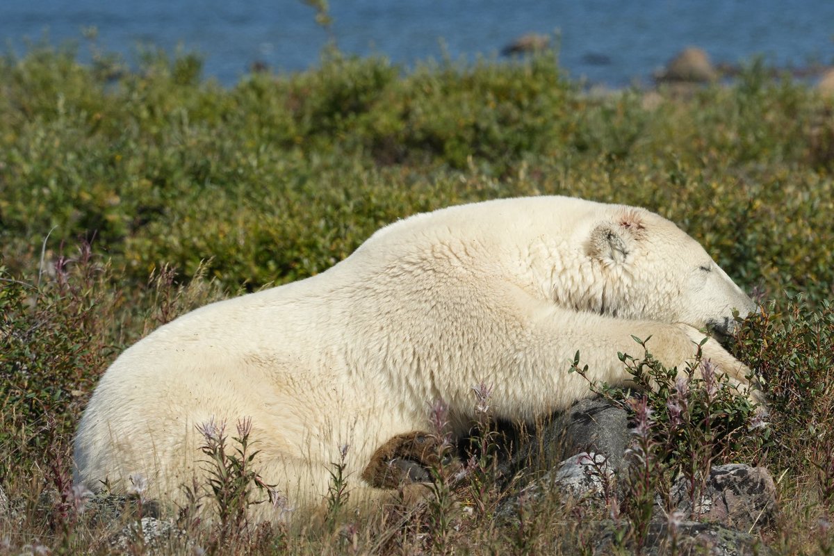 MichaelGerhart5's tweet photo. Monday mornings. #animallovers #bearlovers #bearsofinstagram #nature #naturephotography #wildlife #wildlifephotography #wildlifeplanet #polarbears #churchillwildsafaris #churchillwild #cangeo #cangeoshare #cangeoyourshot #natgeo #natgeoyourshot #bbcwildlifepotd https://t.co/PJZXqO0OFF