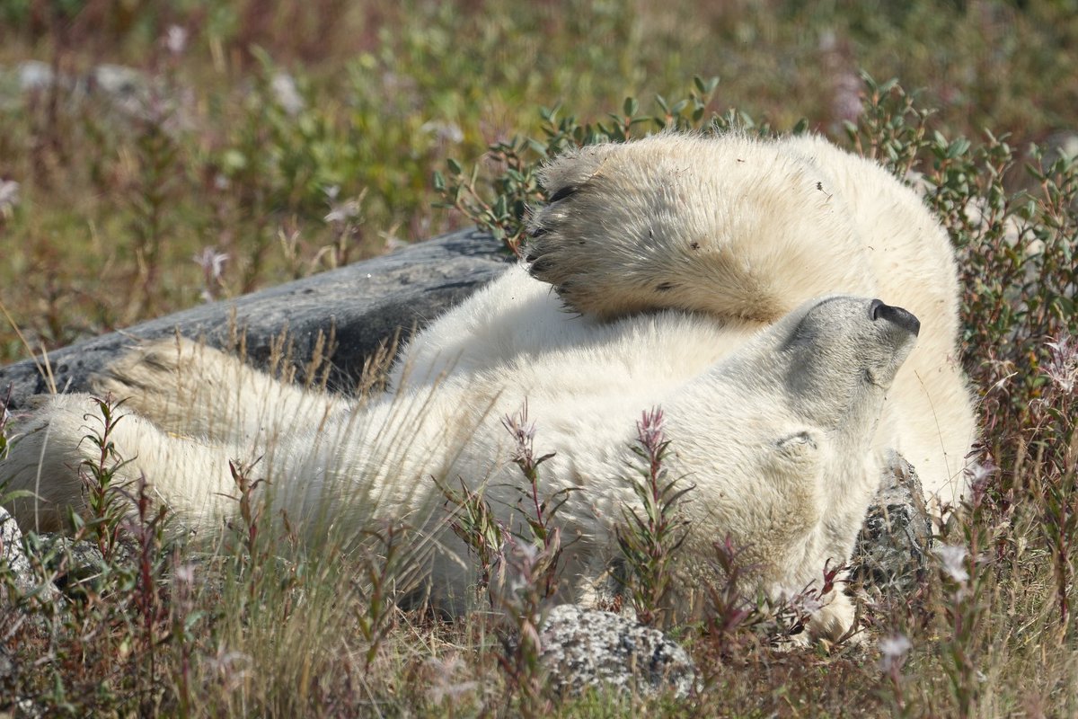 MichaelGerhart5's tweet photo. Monday mornings. #animallovers #bearlovers #bearsofinstagram #nature #naturephotography #wildlife #wildlifephotography #wildlifeplanet #polarbears #churchillwildsafaris #churchillwild #cangeo #cangeoshare #cangeoyourshot #natgeo #natgeoyourshot #bbcwildlifepotd https://t.co/PJZXqO0OFF