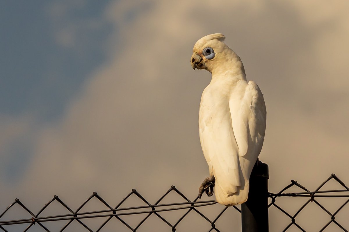 #wildlifephotography #birdsoftwitter