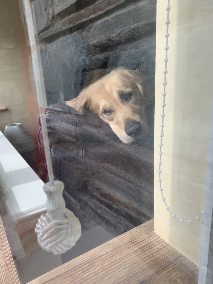 If only I could reach it…. I promise I’d be gentle! <a href="/dog_feelings/">Thoughts of Dog</a> <a href="/dog_rates/">WeRateDogs</a> <a href="/GoldenGeorgeous/">Gorgeous George</a> <a href="/CuteGoldens/">Golden Retrievers</a>