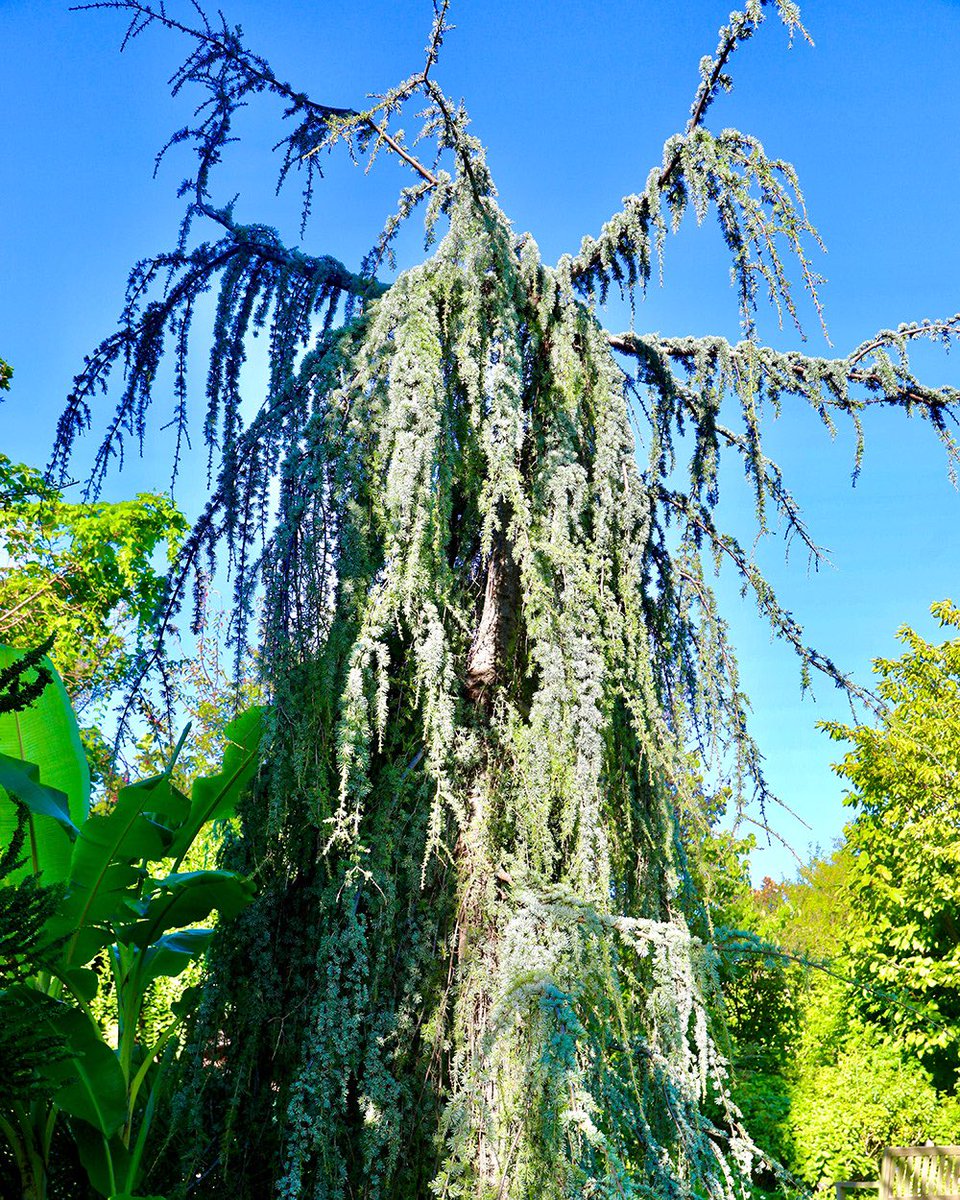 アラスカヒノキ　　グラウカ　ペンデュラ　接ぎ木苗 アラスカヒノキ「ペンデュラ 」の今 | dukeのコニファー&陶芸ブログ