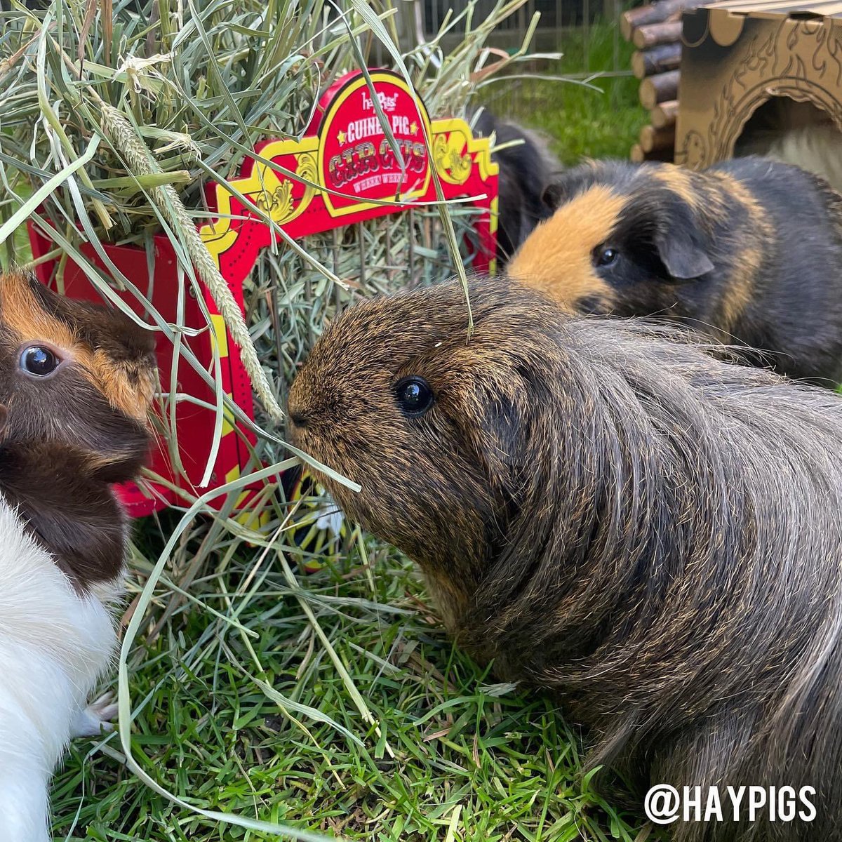 haypigs's tweet photo. A lovely photo of #NutellaGuineaPig with the gang! 😍😍😍 Enjoying some enrichment fun with her Wheek Wagon Hay Hopper! 😘 #goodtimes #guineapig #cuteness #haypigs #wheekwagon #enrichment #fun #GPAW #GPAW2023 #guineapigawarenessweek2023 #guineapigawarenessweek https://t.co/57xx5xYm2J