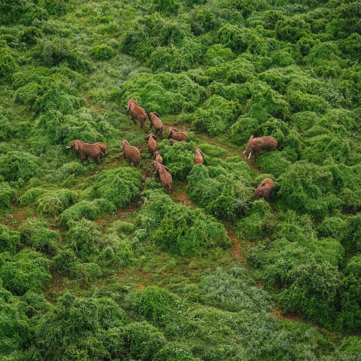 hannes_1961's tweet photo. How many elephants do you count?
#Shompole #elephants #Kenya https://t.co/CsMH7TGyEC