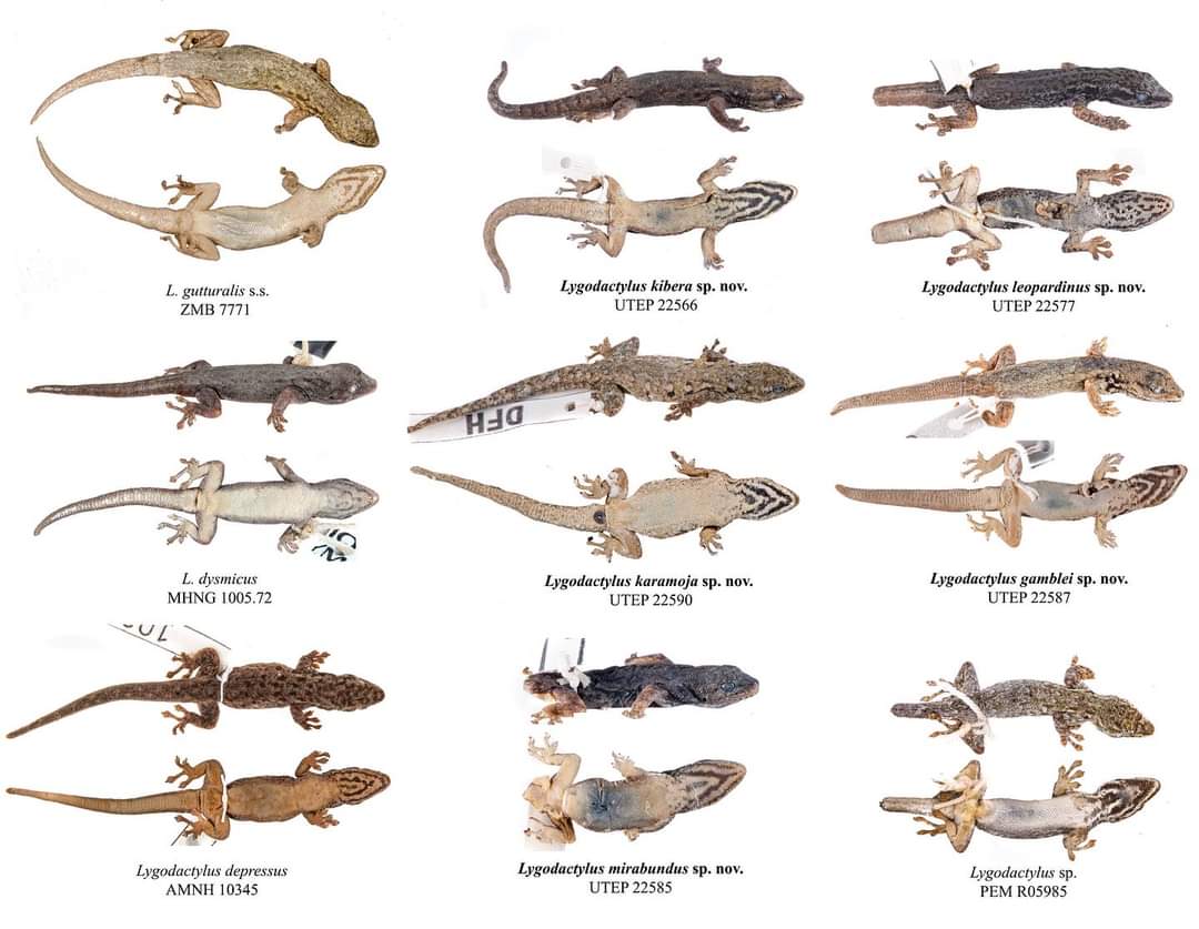 Integrative revision of the Lygodactylus gutturalis (Bocage, 1873) complex unveils extensive cryptic diversity and traces its evolutionary history 
academic.oup.com/zoolinnean/adv…