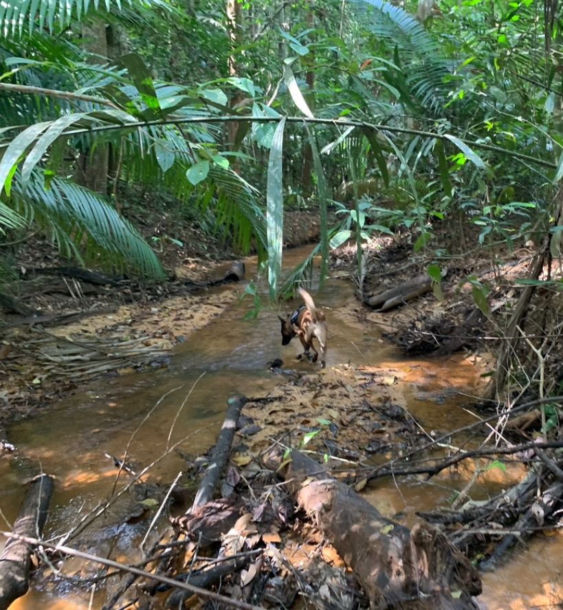 DogsScent's tweet photo. At the moment our field instructor is working with the rangers in the jungle of Malaysia.

We focus on snares indication and searching for single poachers in the forest as well as the poacher’s camp. 

#k9 #rangers #parkrangers #antipoaching #antipoachingdogs #wildlifeprotection https://t.co/OXcS9yPUMH