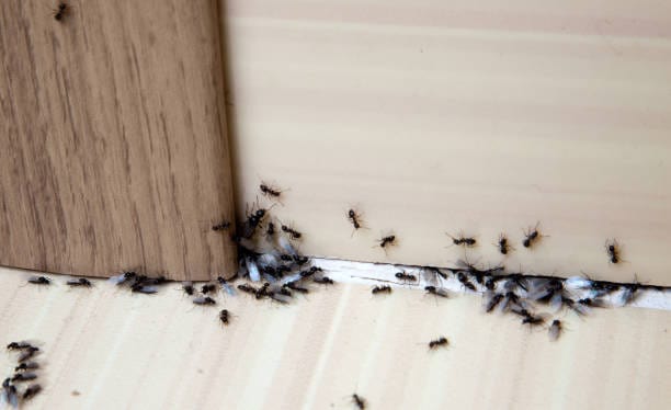 hcm_hub's tweet image. Excessive moisture will attract common insect pests such as cockroaches and ants. Slugs can also invade a home if enough damp is present. Fixing leaking pipes and not allowing water to stagnate in basements or below floors is essential.#whatsapp 0701828873 #forhelp