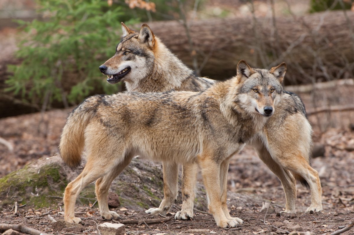 Agrarministerkonferenz: Acht Bundesländer fordern Lockerung von #Wolfsschutz. Zusammen mit @FN_eV begrüßen wir die Entscheidung. Das @BMUV muss jetzt guten Erhaltungszustand für #Wolf an #EUKommission melden. t1p.de/agtxe