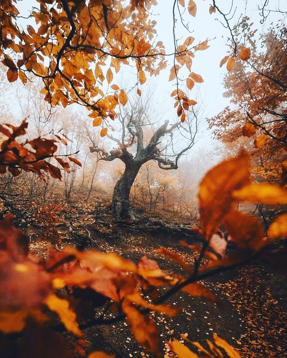 n_suravi's tweet photo. Autumn🍁🍁🍁🍁🍁
#NaturePhotography #NaturalBeauty #Autumn #colour #USA #canada #uk #Switzerland #explore #beauty https://t.co/sVJF9mL37a