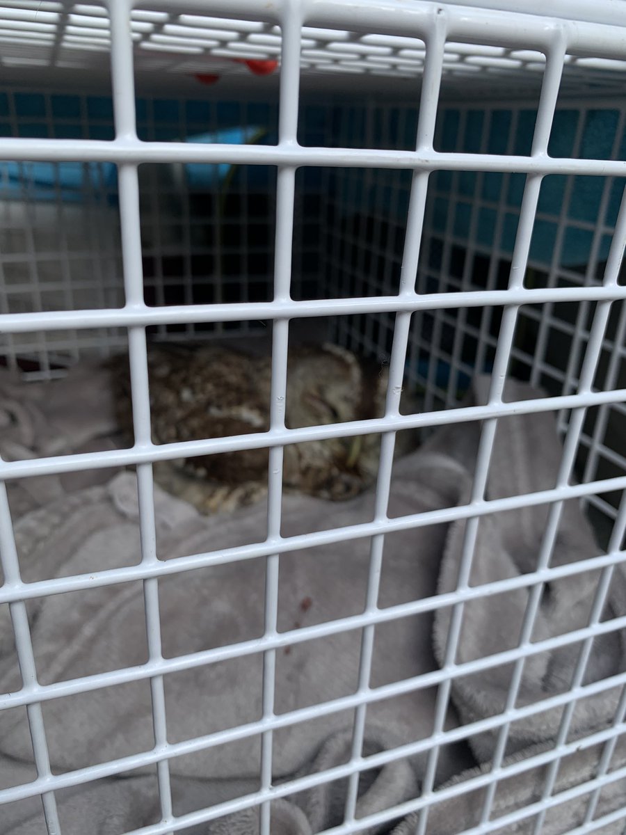 Just met a beautiful sleepy lady on my out with one of our animal rescue officers. <a href="/ScottishSPCA/">Scottish SPCA 🐾</a>