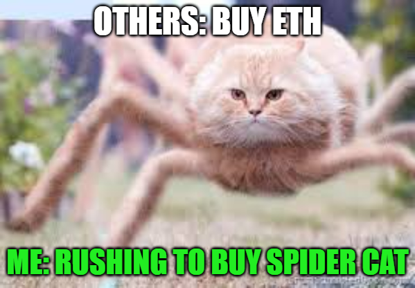 AfridiNFT's tweet photo. @Spidercaterc My meme entry for @Spidercaterc
#SpiderCatERC https://t.co/iZ4r39Zetr