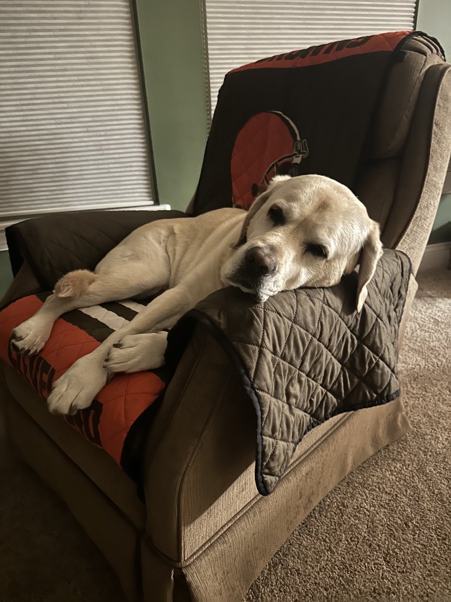 Sammy - a good doggie tweet media