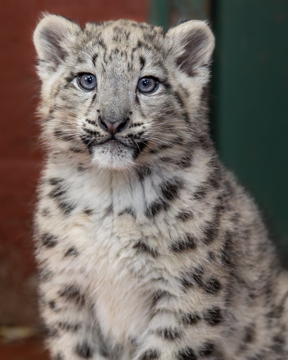 TheBigCatSanct's tweet photo. 😻 Zaya and Attan are now available to adopt!

🧡 As an adopter, you will receive an Adoption Pack and an invite to attend our exclusive snow leopard cub adopters day on 22nd October!

🐾 You can adopt Zaya and Attan at the link here! 👉 https://t.co/khABVBl8n1 https://t.co/fLpwc5FTgq
