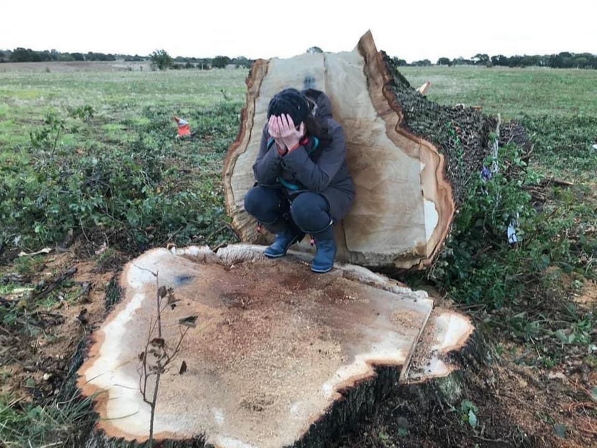 In all the chat of <a href="/HS2ltd/">HS2 Ltd</a> being a disastrous over-inflated money pit, where is the the HUGE LOSS TO NATURE?  The veteran Euston Planes, over 100 woods/ nature reserves, award-winning trees like the Abbingdon pear, I mean, come on media! <a href="/guardianeco/">Guardian Environment</a> <a href="/BBCNews/">BBC News (UK)</a> <a href="/stophs2/">Stop HS2</a> <a href="/treenews/">Tree News</a>