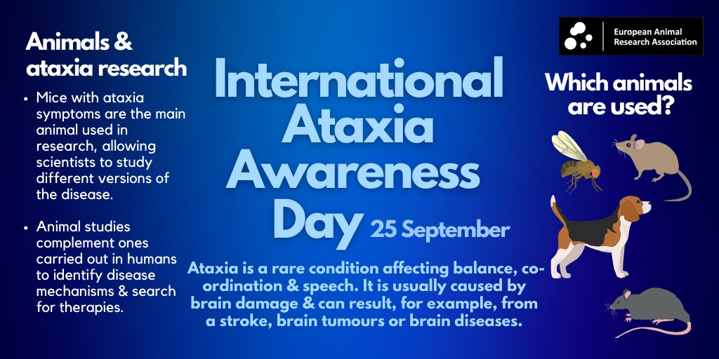Here is the role of #AnimalResearch in understanding & treating #ataxia, on #InternationalAtaxiaAwarenessDay 👇