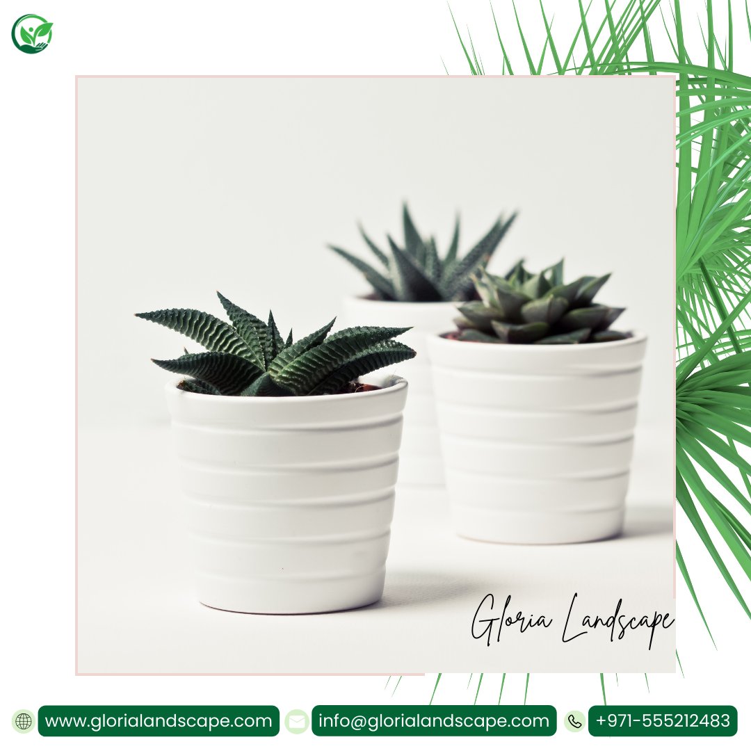 Gloriascape's tweet photo. 🌳 Transform your indoor and outdoor spaces with our expert landscaping services! Whether you dream of lush gardens, majestic trees, or vibrant indoor plants, we'll bring your vision to life. Contact us today to turn your property into a natural masterpiece, inside and out. https://t.co/fj6vzSdv2X